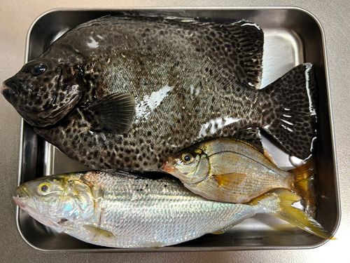 イシガキダイの釣果