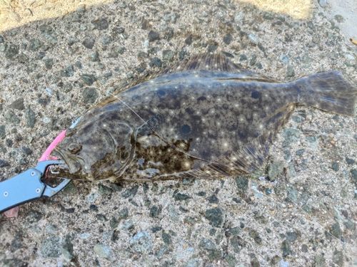 ヒラメの釣果
