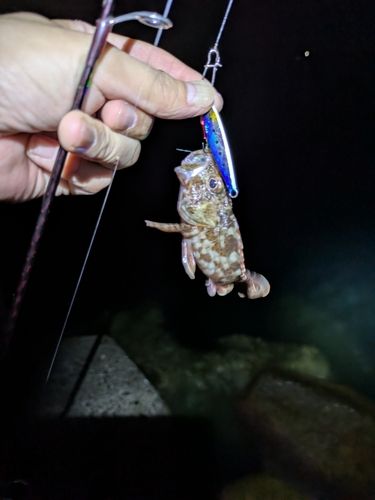 ガシラの釣果