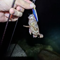 ガシラ