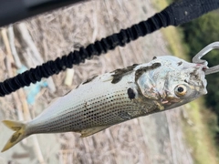 コノシロの釣果