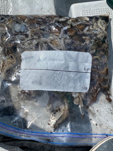 イイダコの釣果