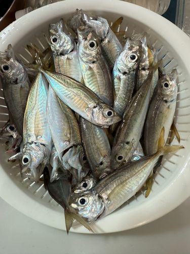 伊勢湾