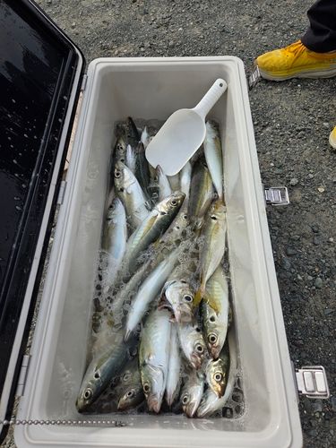 マアジの釣果