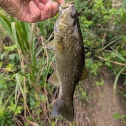 スモールマウスバス