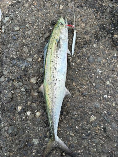 サゴシの釣果