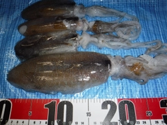 アオリイカの釣果