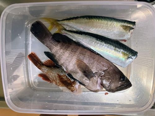 アオハタの釣果