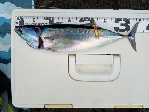 マルソウダの釣果