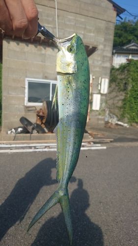 シイラの釣果