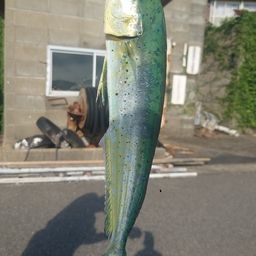 シイラ
