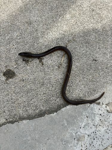 ホタテウミヘビの釣果