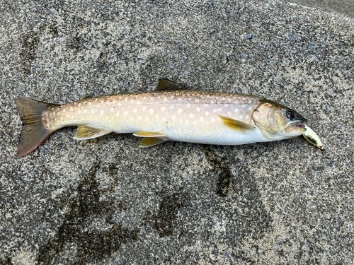 イワナの釣果