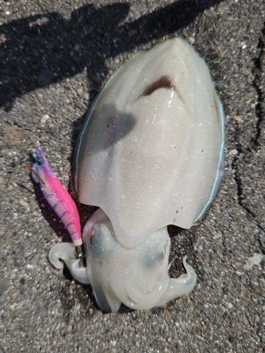 コウイカの釣果