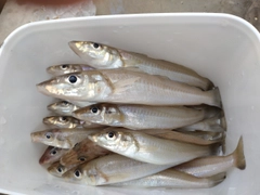 キスの釣果