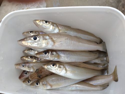 キスの釣果
