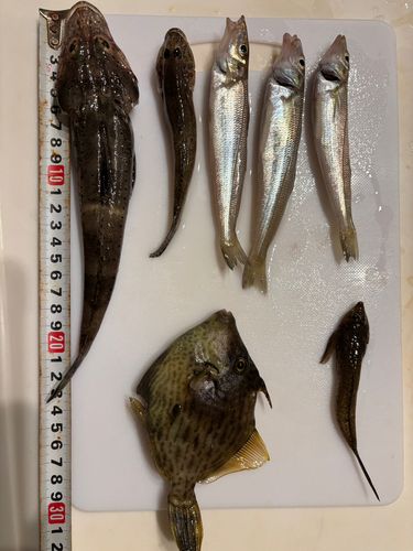 直江津沖