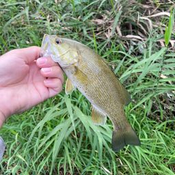 スモールマウスバス