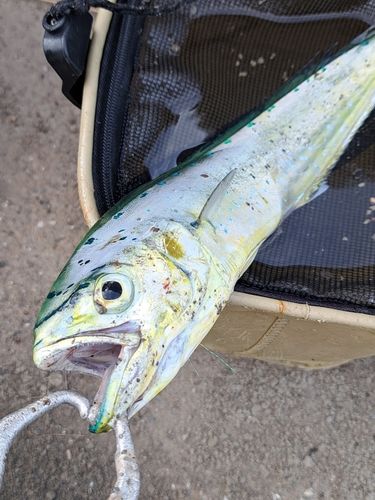 シイラの釣果