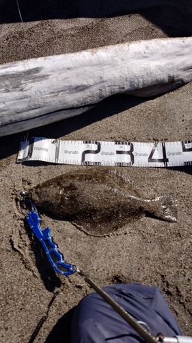 ヒラメの釣果