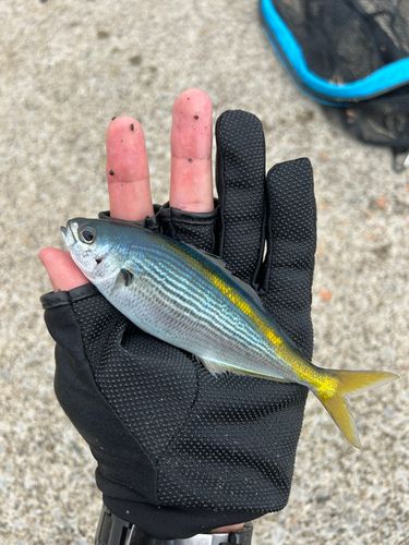 タカベの釣果