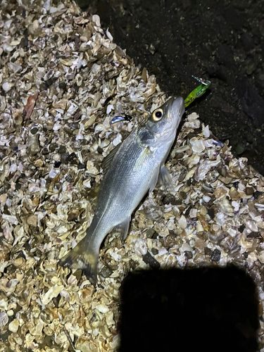 セイゴ（ヒラスズキ）の釣果