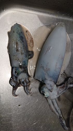 島見浜沖
