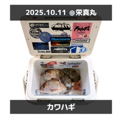 カワハギの釣果