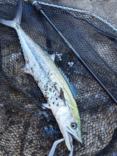 サゴシの釣果