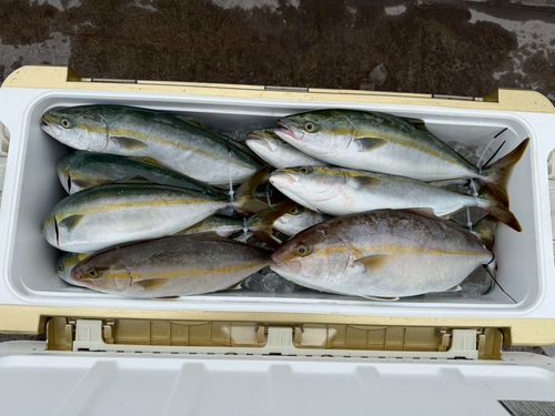 ハマチの釣果