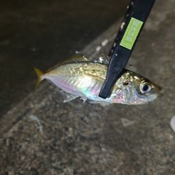 アジ