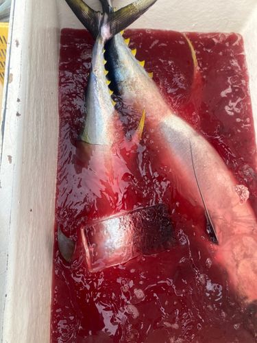 キハダマグロの釣果