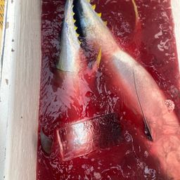 キハダマグロ