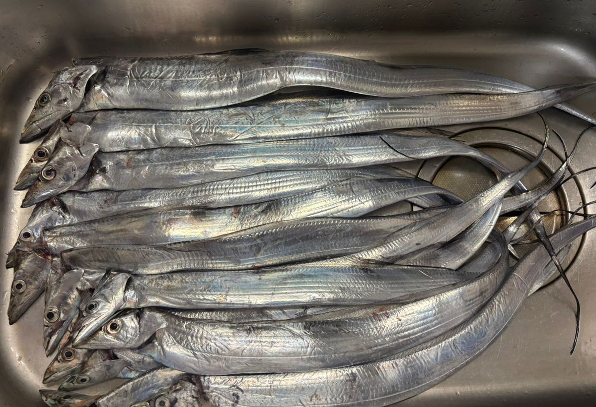 くわちゃんさんの釣果 2枚目の画像