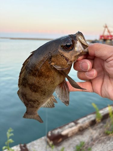 アカメバルの釣果
