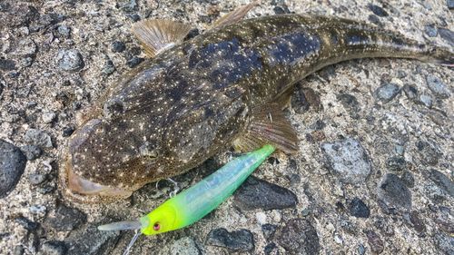 マゴチの釣果
