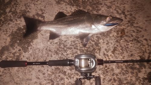 シーバスの釣果