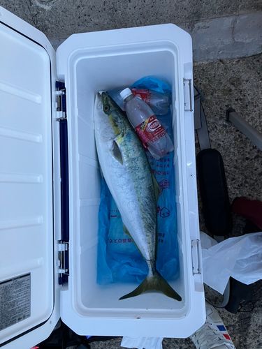 メジロの釣果