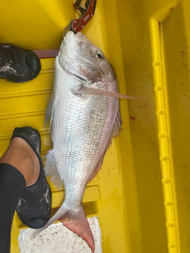 タイの釣果