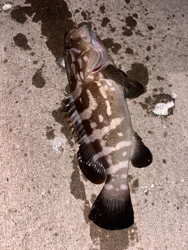 クエの釣果