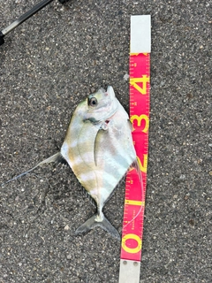 イトヒキアジの釣果