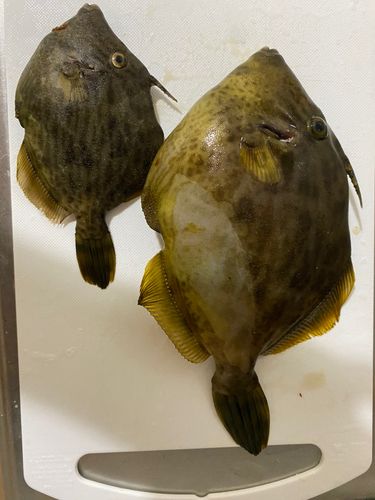 カワハギの釣果