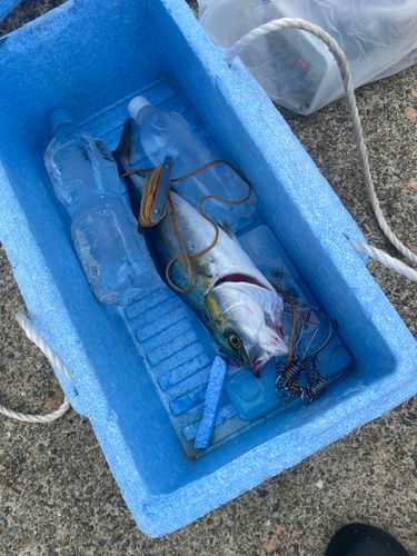 ハマチの釣果