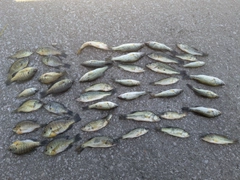 ブラックバスの釣果
