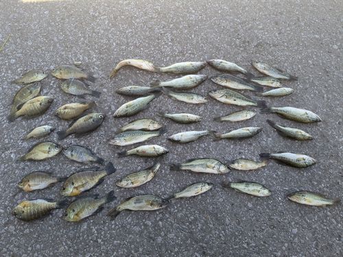 ブラックバスの釣果
