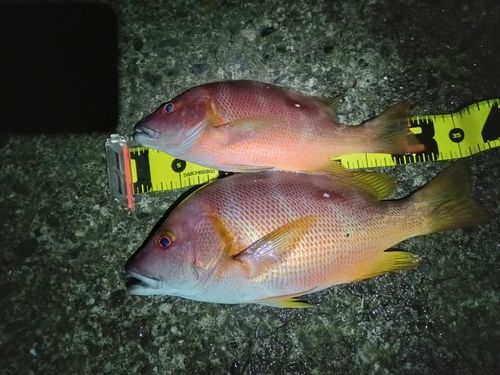 シブダイの釣果
