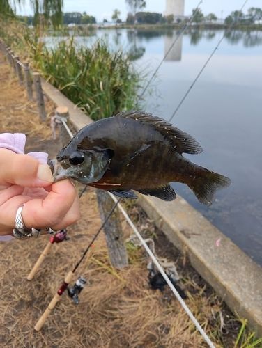 ブルーギルの釣果