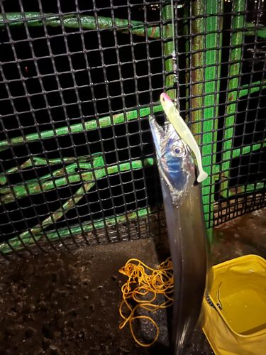 タチウオの釣果