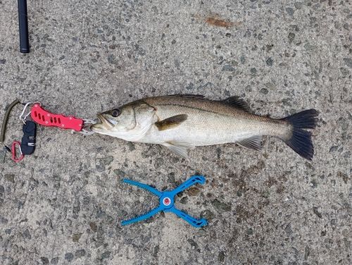メッキの釣果