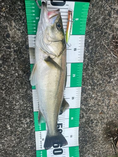 シーバスの釣果